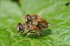 Eristalis tenax